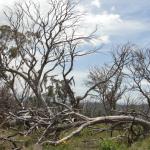 yrtleford - Avventura con il 4x4 sul mt. buffalo national park.